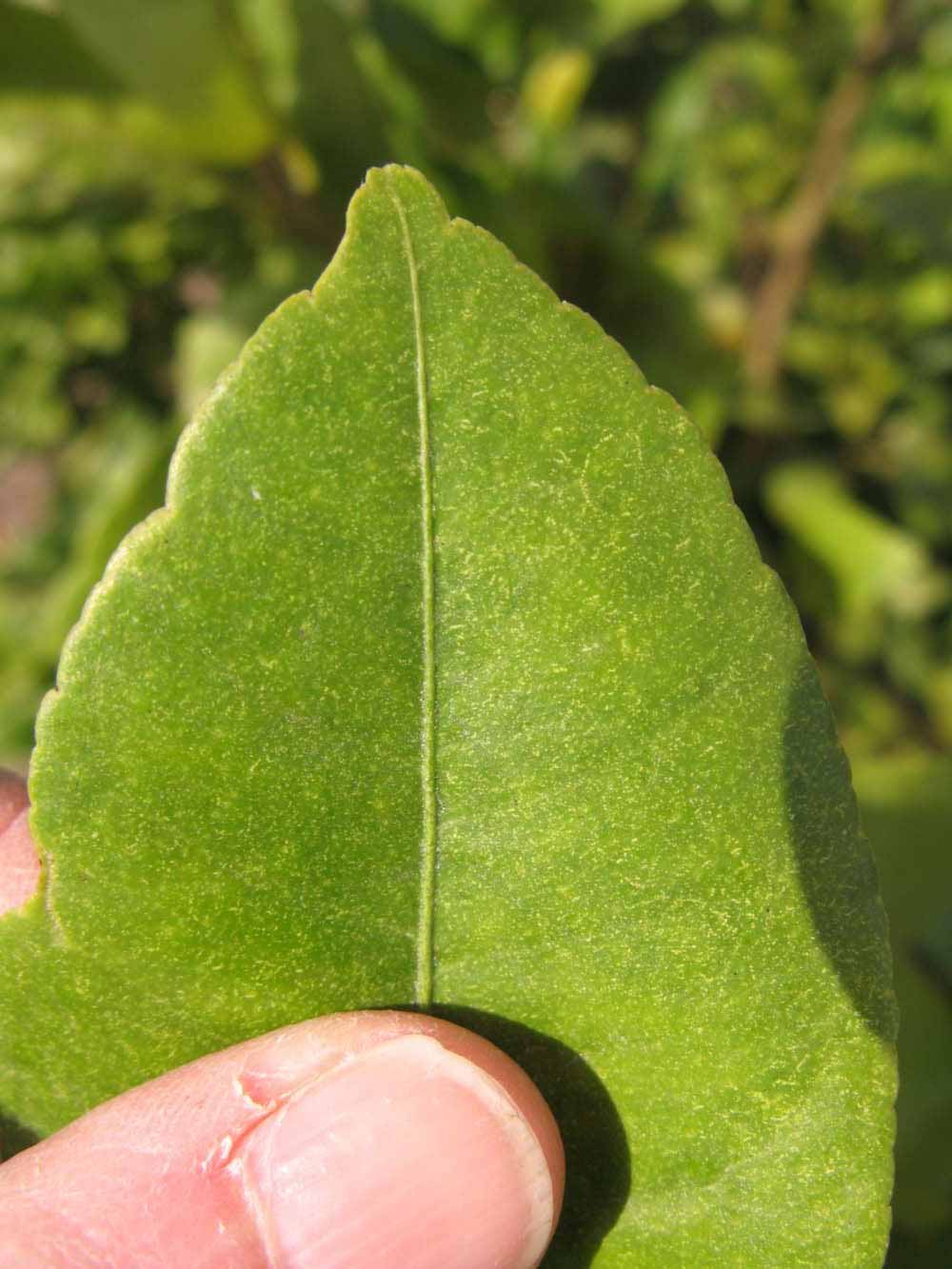              Margin (Winter Haven, FL)       